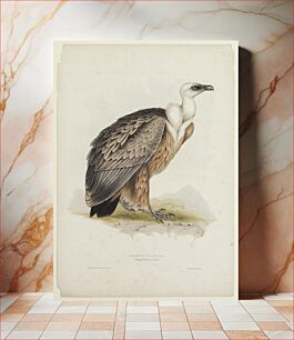 Πίνακας, Griffon Vulture (ca. 1850) by John Gould