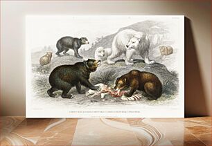 Πίνακας, Grisly Bear, European Brown Bear ,American Black Bear, Polar Bear. A History of the Earth and Animated Nature (1820) by Oliver Goldsmith (1730-1774)