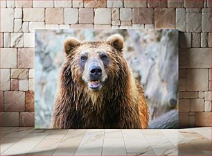 Πίνακας, Grizzly Bear Close-Up Κοντινό πλάνο Grizzly Bear