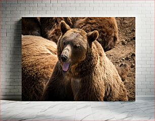 Πίνακας, Grizzly Bear in Natural Habitat Αρκούδα Grizzly σε φυσικό βιότοπο