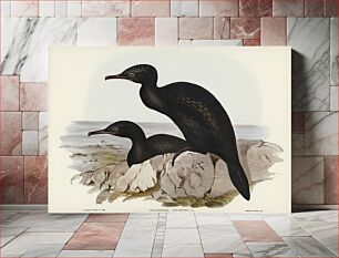 Πίνακας, Groove-billed Cormorant (Phalacrocorax sulcirostris) illustrated by Elizabeth Gould (1804–1841) for John Gould’s
