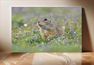 Πίνακας, Ground Squirrel in a Meadow Ground Squirrel in a Meadow