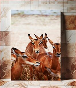 Πίνακας, Group of Antelopes in the Wild Ομάδα αντιλόπες στην άγρια ​​φύση