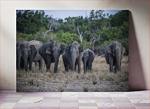Πίνακας, Group of Elephants in the Wild Ομάδα ελεφάντων στην άγρια ​​φύση