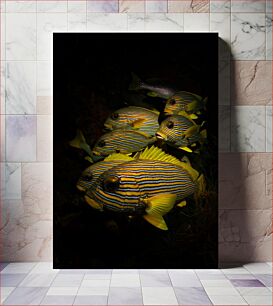 Πίνακας, Group of Striped Fish in Dark Waters Ομάδα ριγέ ψαριών σε σκοτεινά νερά