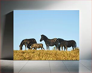 Πίνακας, Group of Zebras Grazing in the Wild Ομάδα ζέβρες που βόσκουν στην άγρια ​​φύση