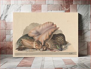 Πίνακας, Groups of shells, drawn on stone from nature, by E.A. Crouch
