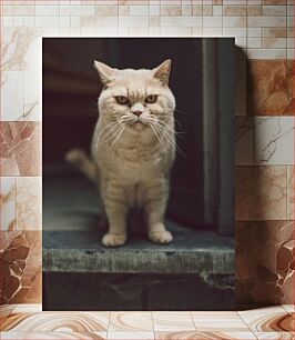 Πίνακας, Grumpy Cat Grumpy Cat
