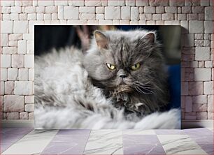 Πίνακας, Grumpy Fluffy Cat Grumpy Fluffy Cat