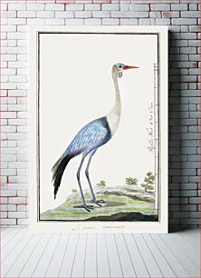 Πίνακας, Grus carunculatus/ Bugeranus carunculatus: wattled crane (1777–1786) by Robert Jacob Gordon