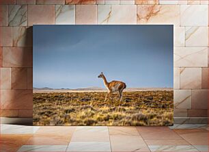 Πίνακας, Guanaco in the Wilderness Guanaco στην ερημιά