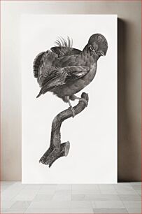 Πίνακας, Guianan cock-of-the-rock, male from Histoire Naturelle des Oiseaux de Paradis et Des Rolliers (1806) by