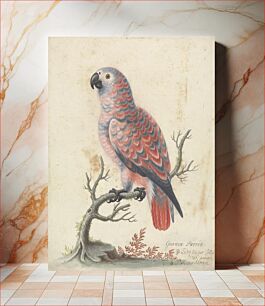 Πίνακας, Guinea Parrot by George Edwards