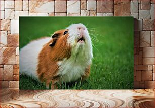 Πίνακας, Guinea Pig on Grass Ινδικό χοιρίδιο στο γρασίδι