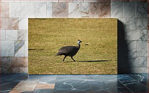 Πίνακας, Guineafowl Walking on Grass Γκινοπουλάκι που περπατά στο γρασίδι