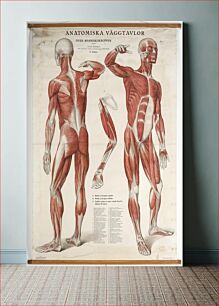 Πίνακας, Gustaf Wennman-Anatomical poster
