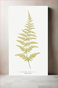 Πίνακας, Gymnogramma Chrysophylla from Ferns: British and Exotic (1856-1860) by Edward Joseph Lowe
