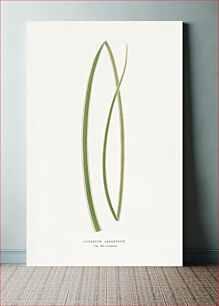 Πίνακας, Gynerium Argenteum leaf illustration