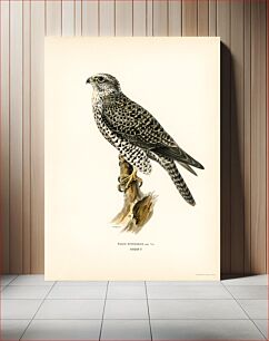Πίνακας, Gyrfalcon, Gyr Falcon male (Falco rusticolus) illustrated by the von Wright brothers