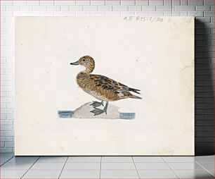 Πίνακας, Haapana, naaras, 1830part of a sketchbook, by Ferdinand von Wright