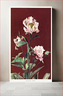 Πίνακας, Hærdaceous Peony, hand–colored collotype from Some Japanese Flowers (1896) by Kazumasa Ogawa