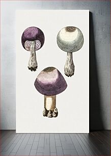 Πίνακας, Hand darwn violet webcap mushroom