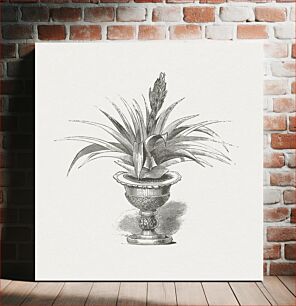 Πίνακας, Hand drawn aloe in a pot