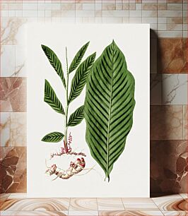 Πίνακας, Hand drawn alpinia plant