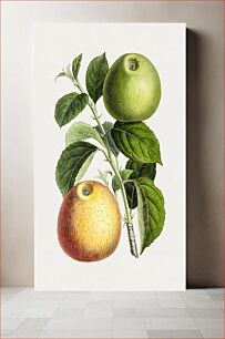 Πίνακας, Hand drawn apple