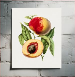 Πίνακας, Hand drawn apricot peach