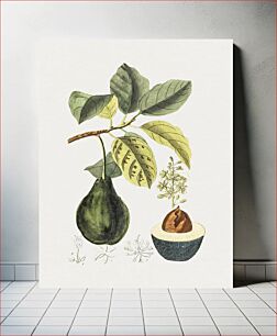 Πίνακας, Hand drawn avocado