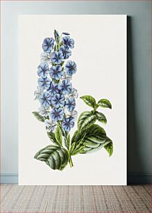 Πίνακας, Hand drawn blue sage flower