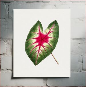 Πίνακας, Hand drawn caladium rosebud leaf