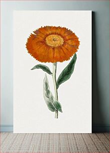 Πίνακας, Hand drawn calendula flower