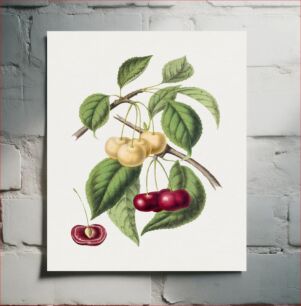 Πίνακας, Hand drawn cherry