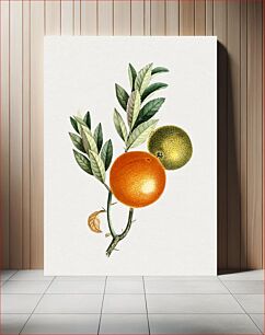 Πίνακας, Hand drawn Chinese mandarin orange