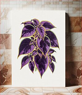 Πίνακας, Hand drawn coleus plant