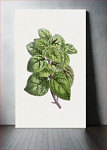 Πίνακας, Hand drawn coleus plant