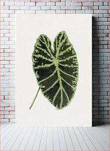 Πίνακας, Hand drawn colocasia black beauty leaf