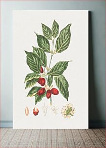 Πίνακας, Hand drawn Cornelian cherry