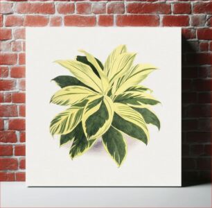 Πίνακας, Hand drawn dracaena plant