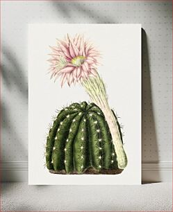 Πίνακας, Hand drawn dwarf chin cactus