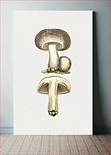 Πίνακας, Hand drawn field mushroom