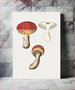 Πίνακας, Hand drawn fly agaric mushroom