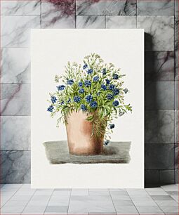 Πίνακας, Hand drawn garden lobelia in a pot