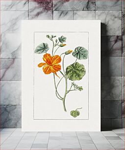 Πίνακας, Hand drawn garden nasturtium
