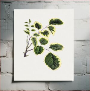 Πίνακας, Hand drawn geranium aralia plant