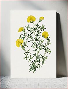 Πίνακας, Hand drawn gompholobium flower