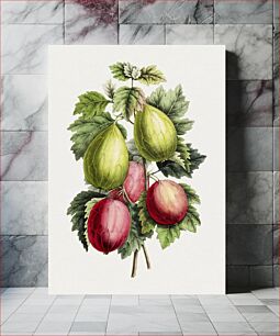 Πίνακας, Hand drawn gooseberry