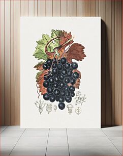 Πίνακας, Hand drawn grape vine